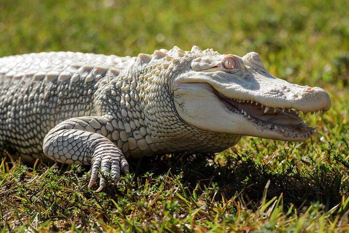 Everglades Airboat Adventure with Roundtrip Bayside Transfer