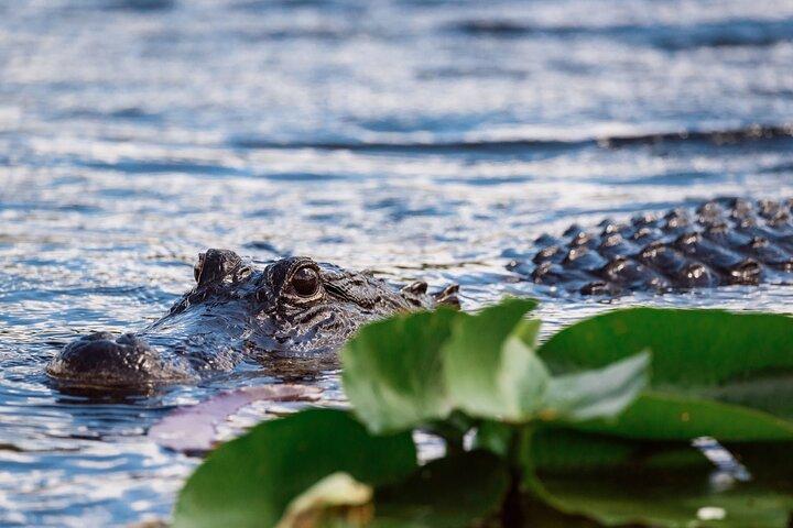 Everglades Airboat Adventure with Roundtrip Bayside Transfer