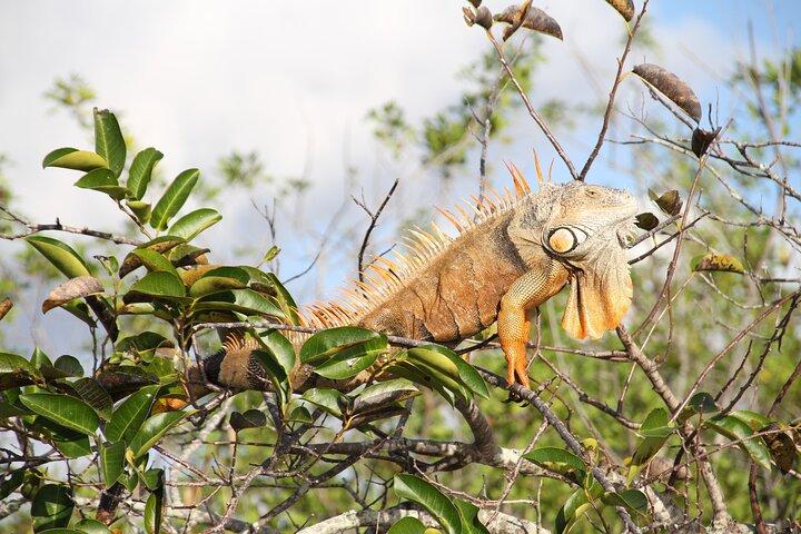 Everglades Airboat Adventure with Roundtrip Bayside Transfer