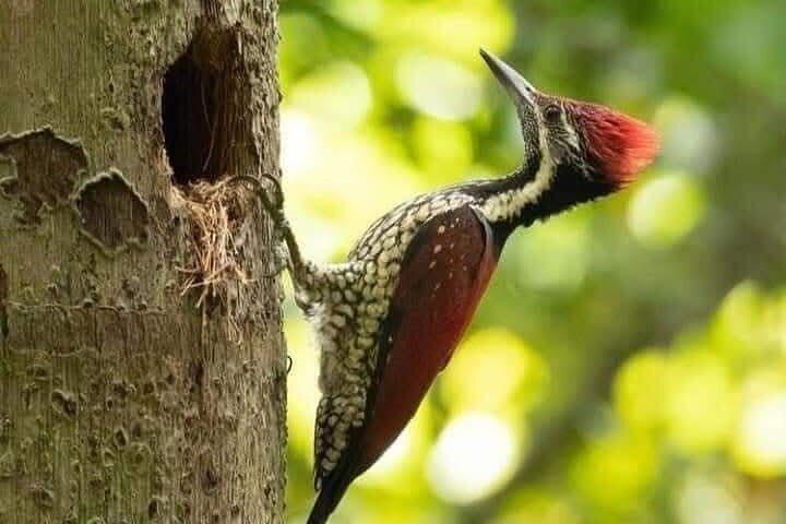 Sinharaja Rainforest & Madu River Boat Safari [ALL INCLUSIVE]