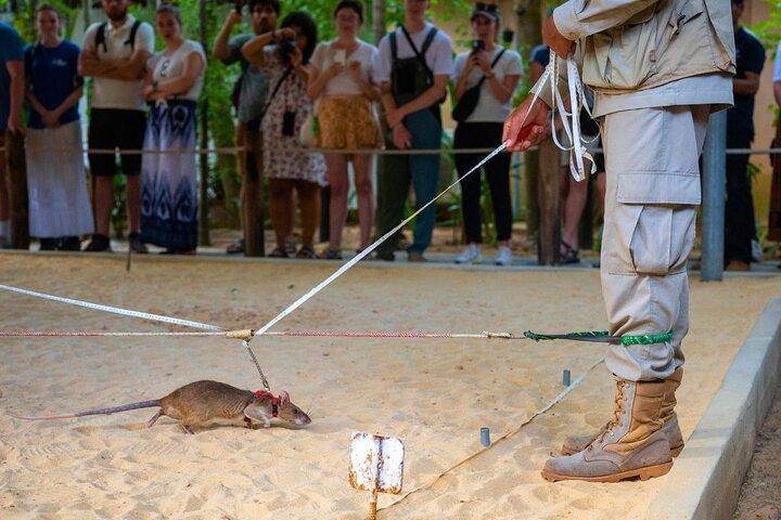 Siem Reap: Afternoon APOPO Rats Tour + Phare Circus Option