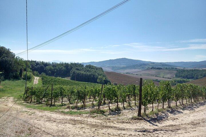 Montalcino: Guided Winery Tour with Tuscan Wine & Cheese Tasting