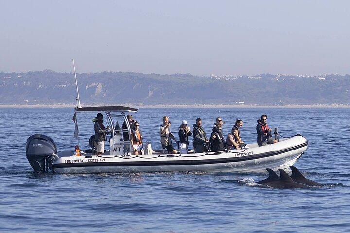 Lisbon: Dolphin Watching with a Marine Biologist - Ocean Safari