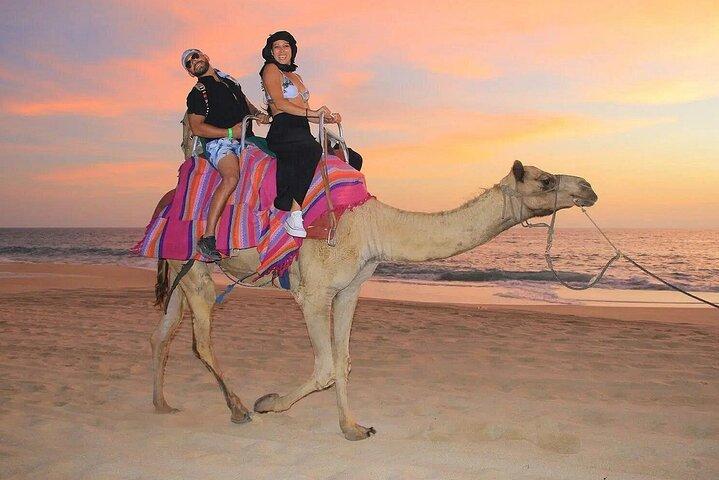 Camel Encounter and Safari Ride with Lunch and Alcohol Tasting