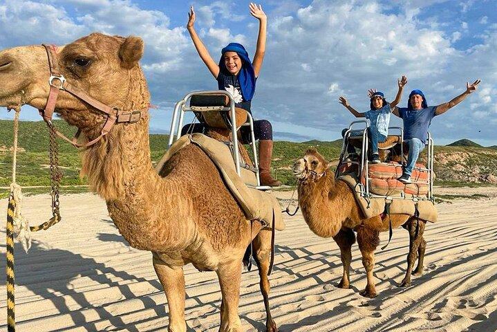 Camel Encounter and Safari Ride with Lunch and Alcohol Tasting