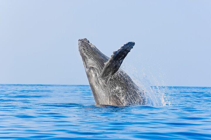 Whale Watching in Los Cabos – An Unforgettable Experience