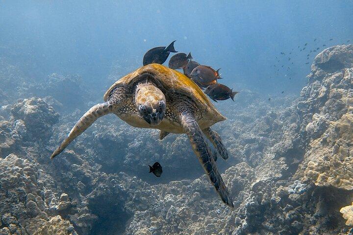 5 Hour Molokini Snorkel & Turtle Tour in Maui