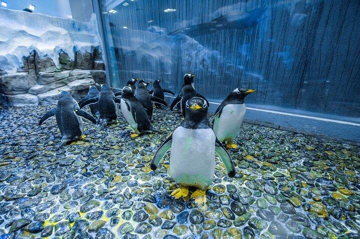 Dubai Underwater Zoo and Aquarium with Penguin Cove