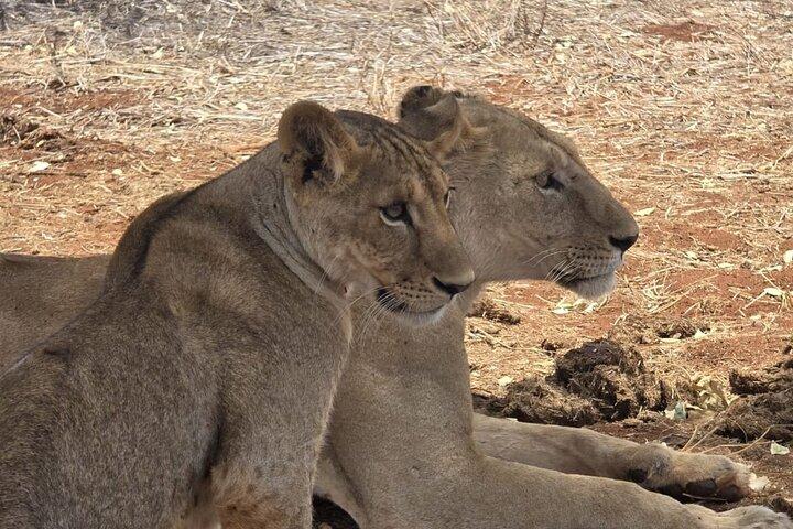 1 Day Tsavo East and West Extreme Wildlife Safari Adventure