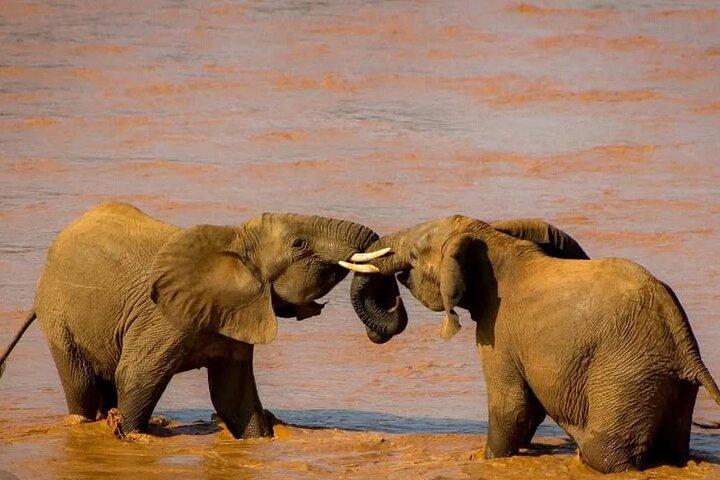 1 Day Tsavo East and West Extreme Wildlife Safari Adventure