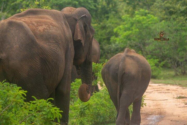 Yala National Park Safari Tours