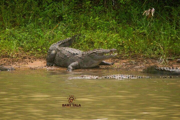 Yala National Park Safari Tours
