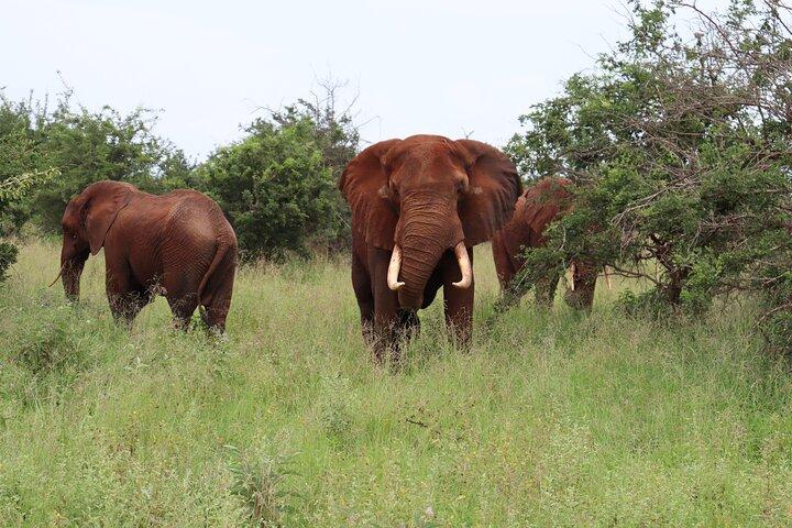 3 Day Wildlife and Hot Air Balloon Adventures