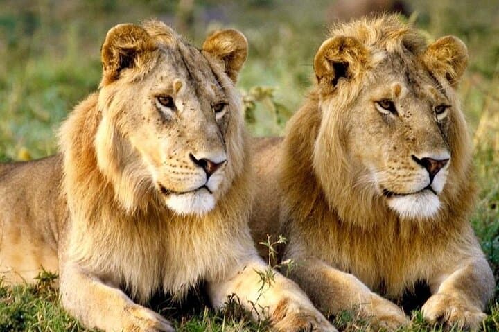 Exclusive Big Five Safari with Wine Tasting & Lunch