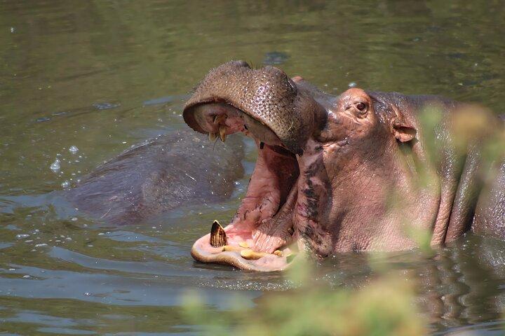 4-Day Big Five Safari: Serengeti, Ngorongoro & Tarangire