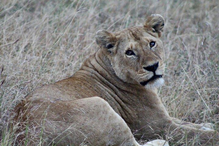 4-Day Big Five Safari: Serengeti, Ngorongoro & Tarangire
