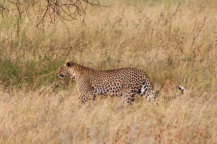 4-Day Big Five Safari: Serengeti, Ngorongoro & Tarangire