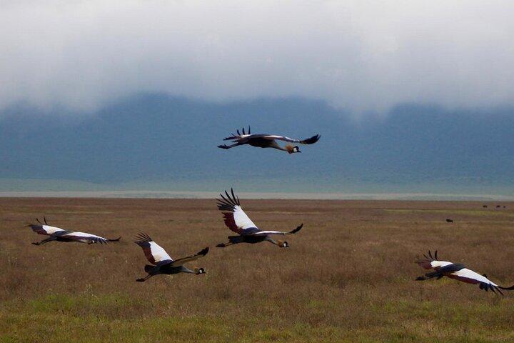 4-Day Big Five Safari: Serengeti, Ngorongoro & Tarangire