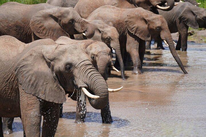 4-Day Big Five Safari: Serengeti, Ngorongoro & Tarangire