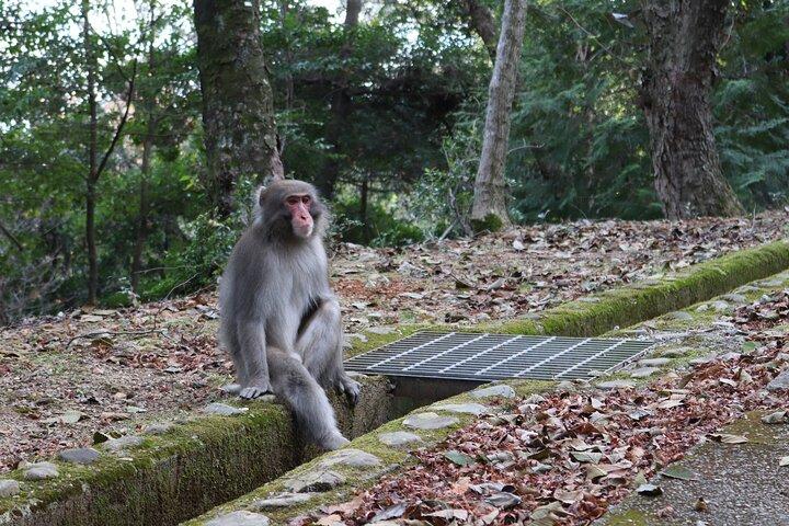 Kyoto Arashiyama Bamboo Forest Hiking Tour（Hidden Temples）