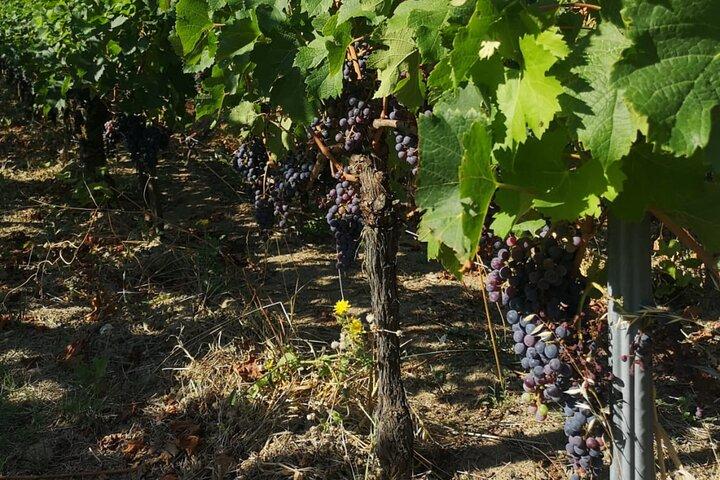 Saint-Émilion Wine Tour: Winery and Village