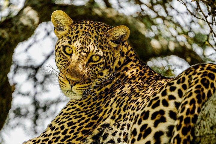 4 Days Best of Tanzania Safari Tour - Big five Experience