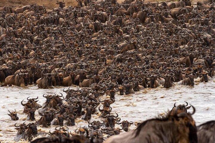 7 Days Mid-Range Serengeti Wildebeest Migration Safari
