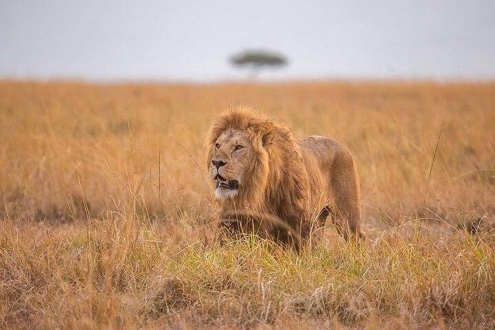 7 Days Mid-Range Serengeti Wildebeest Migration Safari