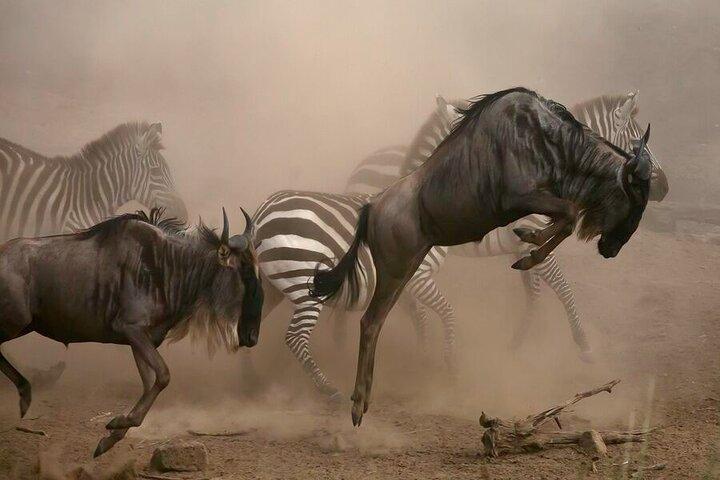 7 Days Mid-Range Serengeti Wildebeest Migration Safari