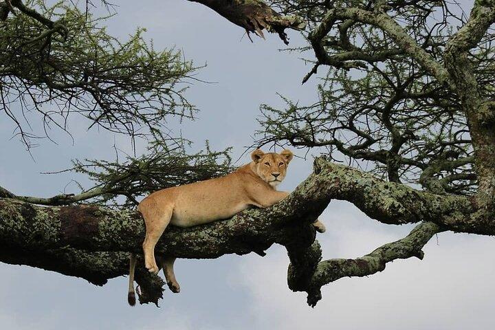 7 Days Mid-Range Serengeti Wildebeest Migration Safari