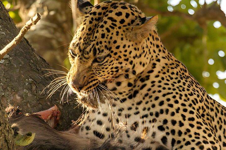 4-Day Tarangire, Serengeti & Ngorongoro safari (Private/Group)