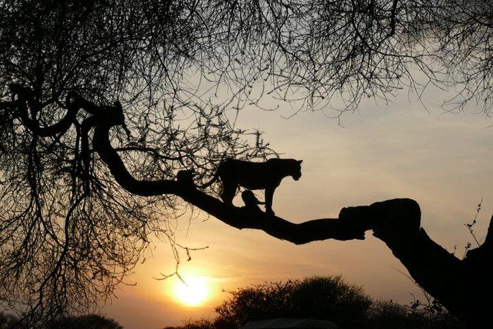 4-Day Tarangire, Serengeti & Ngorongoro safari (Private/Group)