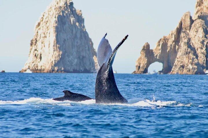 Collective Tour of the Arc de Los Cabos and Whale Watching