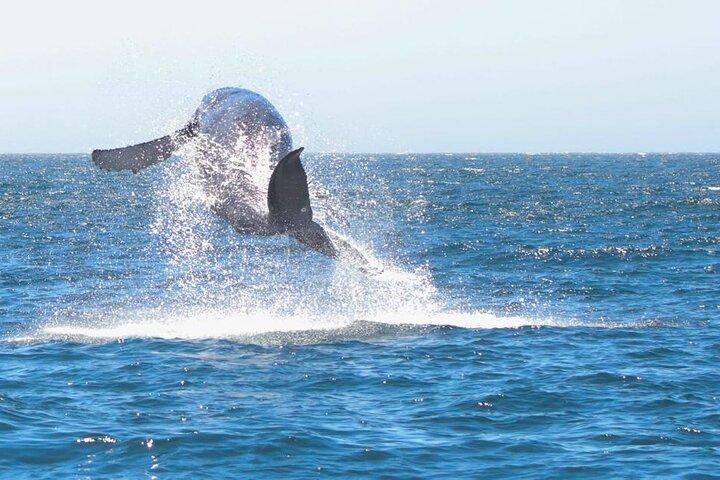 Collective Tour of the Arc de Los Cabos and Whale Watching