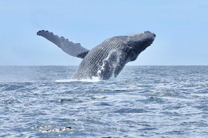 Collective Tour of the Arc de Los Cabos and Whale Watching