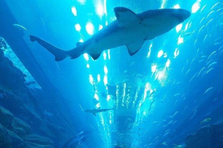 Dubai Underwater Zoo and Aquarium with Penguin Cove