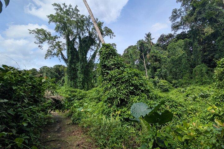 Jungle and Heritage Walk in Singapore