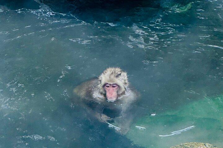 VIP Snow Monkeys Park Customized Private One Day Tour