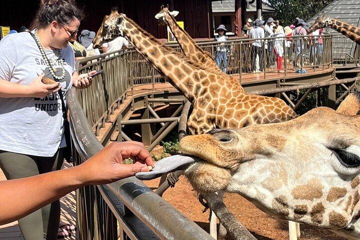 Nairobi Half Day City Tour with National Park and Giraffe Center