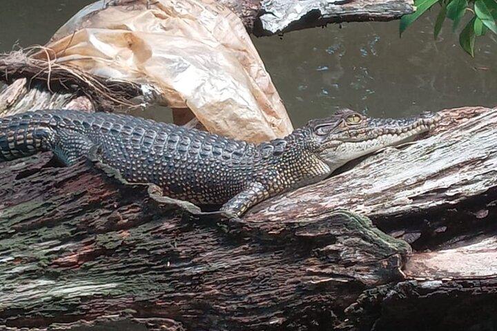 Bentota River Wildlife Boat Safari