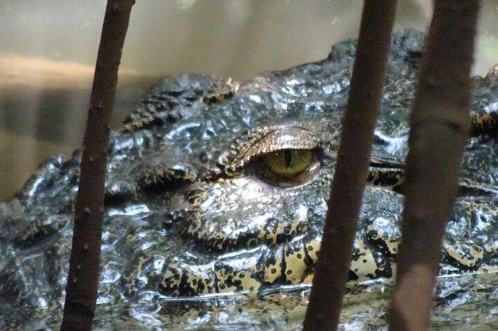 Bentota River Wildlife Boat Safari