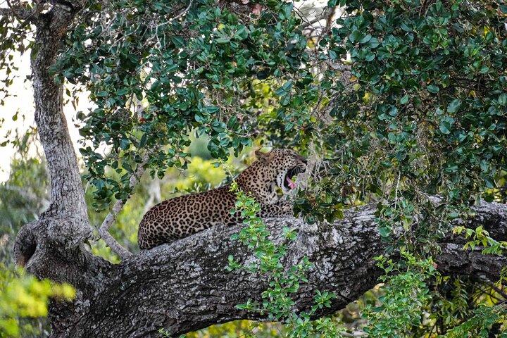 Private Wildlife Safari in Yala National Park Sri Lanka