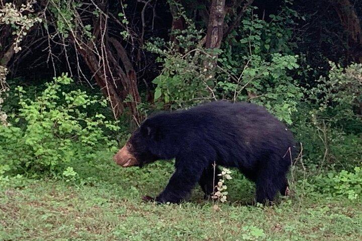 Private Wildlife Safari in Yala National Park Sri Lanka