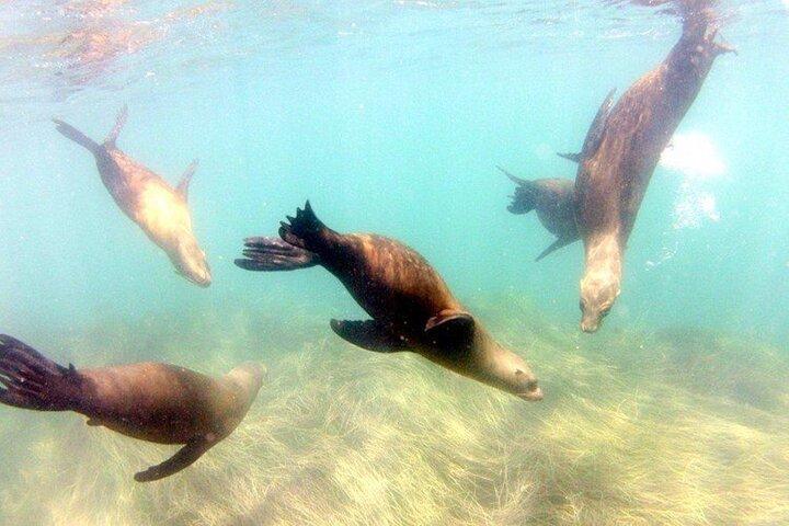 La Jolla Cove Guided Snorkeling Tour with Sea Lions and Sea Caves