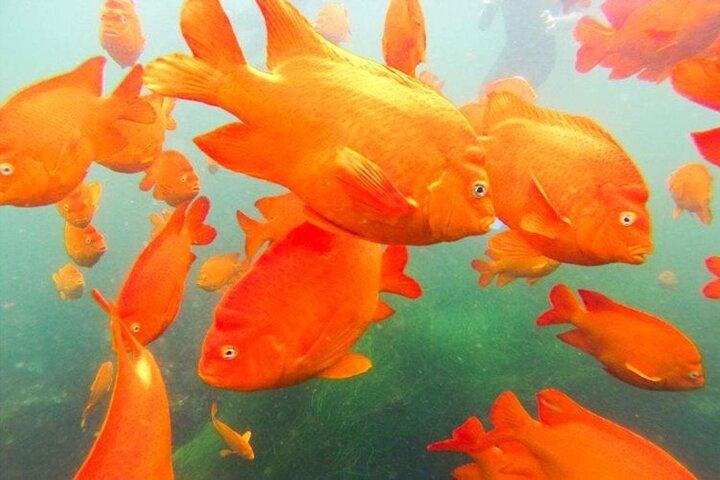 La Jolla Cove Guided Snorkeling Tour with Sea Lions and Sea Caves