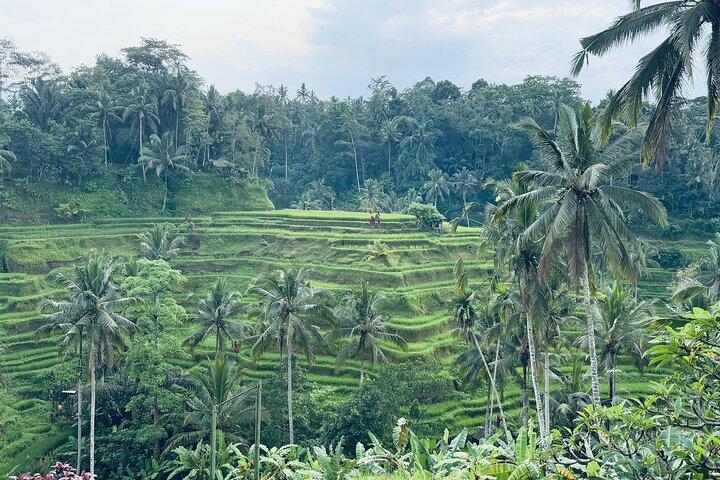 Ubud Tour - Ubud Highlight - Private Tour All inclusive