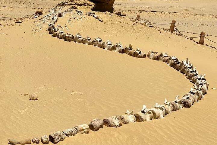 Wadi el Hitan Tour from Cairo