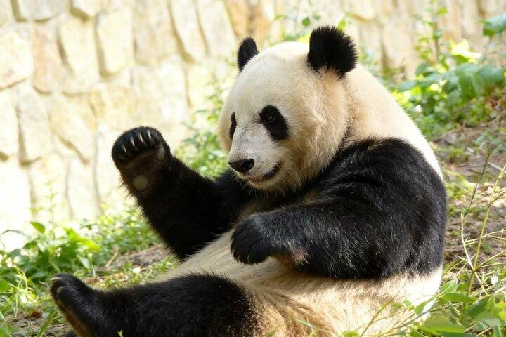 Beijing Private Tour to Temple of Heaven, Panda House and Summer Palace