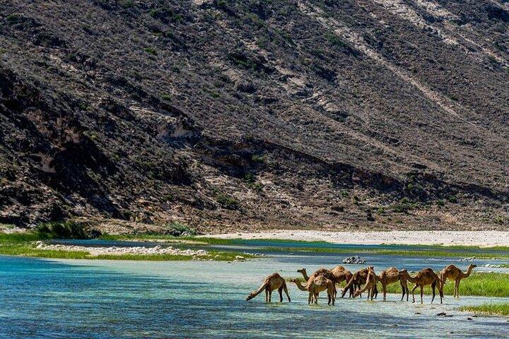 Fazayah Beach & Blowholes – Turquoise Shores of West Salalah