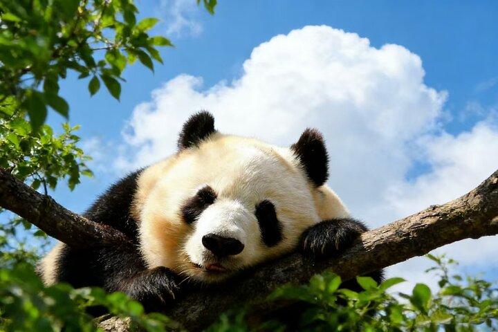 Beijing Private Tour:Mutianyu/Badaling Great Wall and Panda House